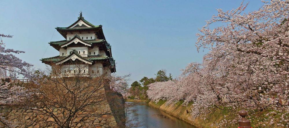 Hirosaki Castle and sakura trees in bloom
