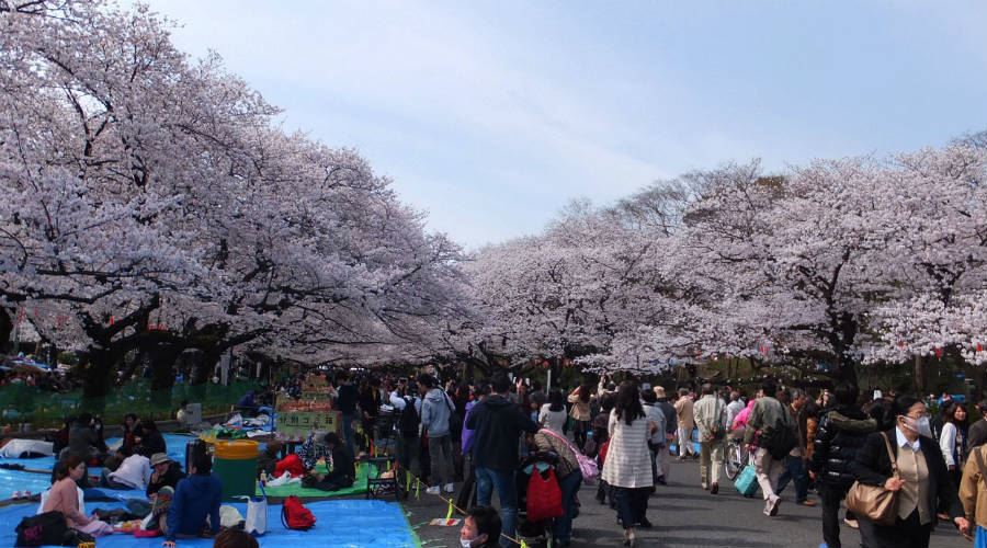 Sakura in bloom